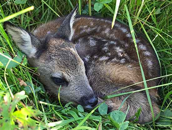 Junges Rehkitz in der Wiese