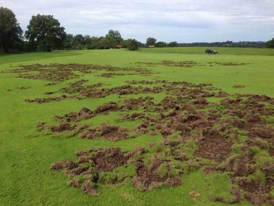 Sauen haben auf der Wiese gebrochen