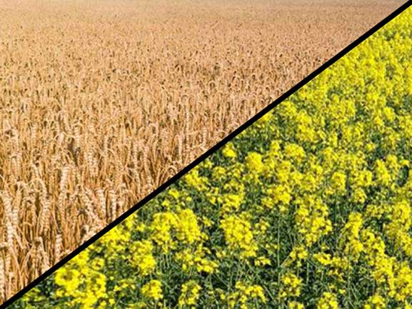 Weizenfeld vor der Ernte und ein blühendes Rapsfeld