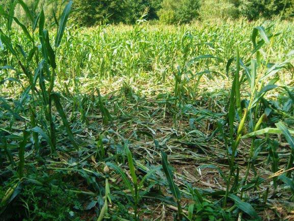 Durch Wildschweine umgedrückte Maispflanzen