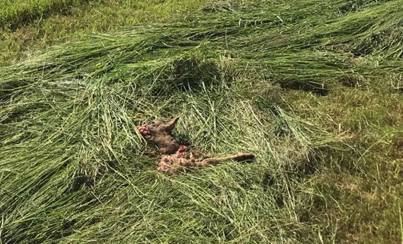 Vermähtes Rehkitz auf einer Grasschwade