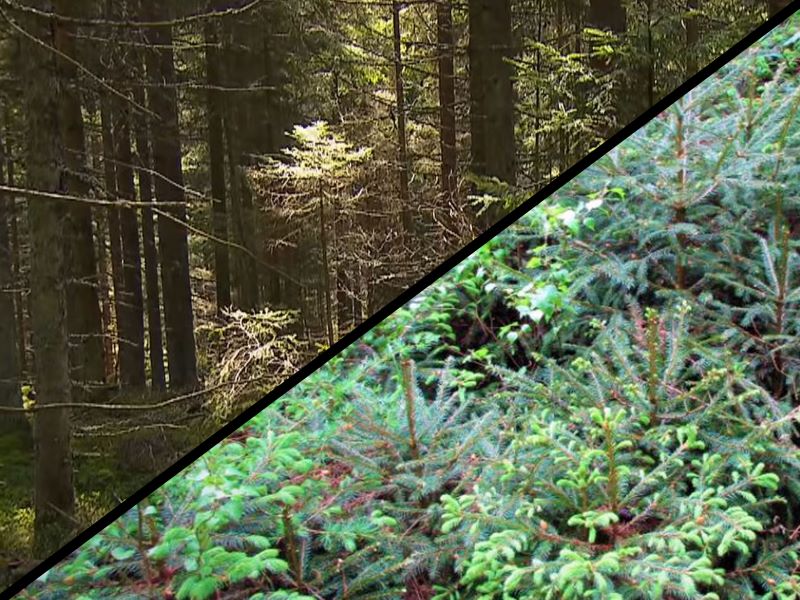 Wald mit Altholzbestand und Fichtenjugend