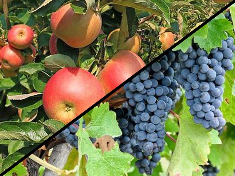 Äpfel am Apfelbaum und Trauben am Rebstock