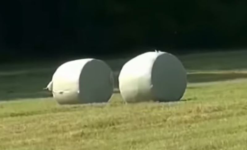 Gemähte Wiese mit zwei gewickelten Siloballen