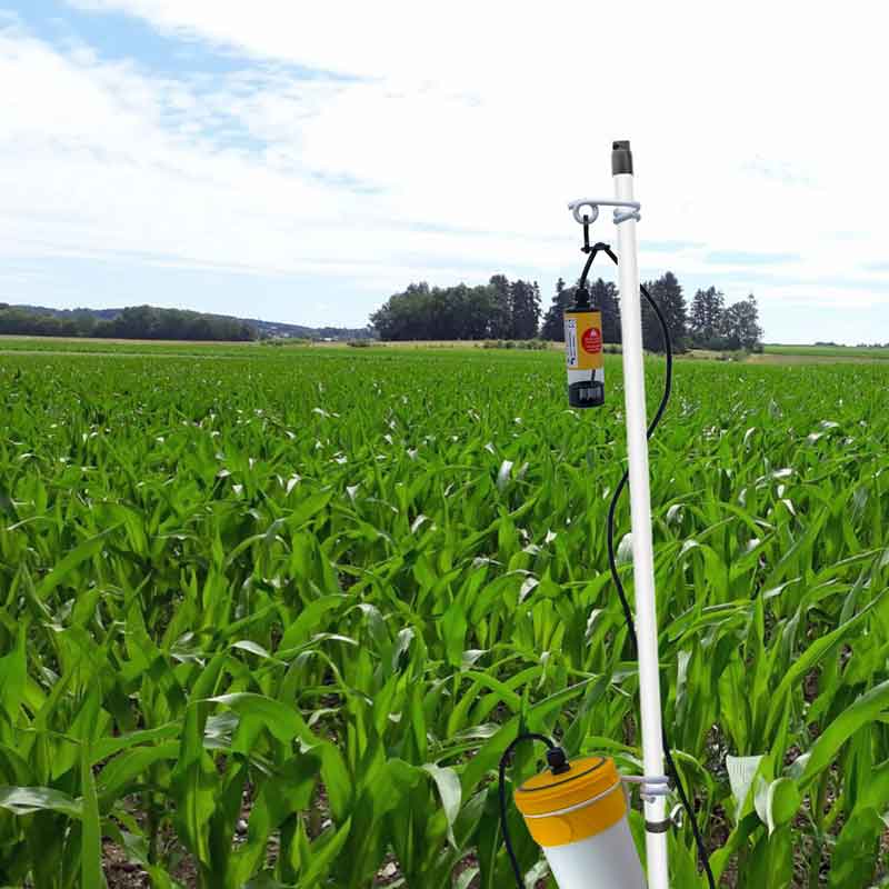 LARS Wildschreck XS10, Aufhängebeispiel in einem Maisfeld
